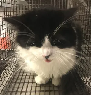 MELLO