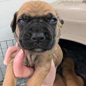 Porter