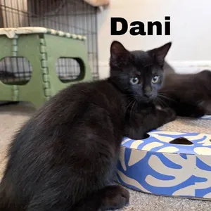 Dani