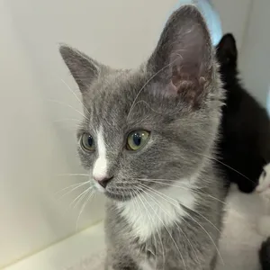 Delilah