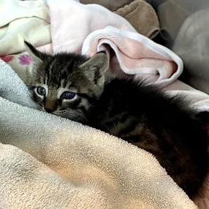 Beau