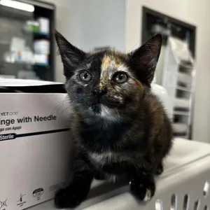 Cleocatra