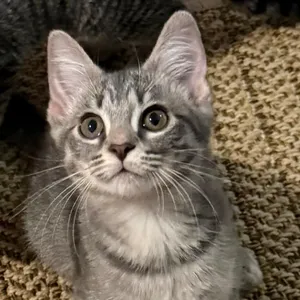 Angela 2