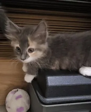 Cleopatra