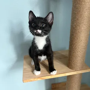 Squeegee--In Foster