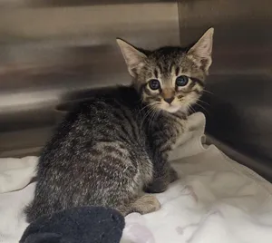 Kitty
