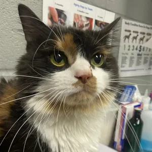 Meowgaret