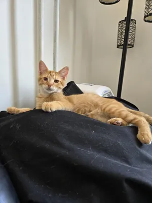 Nemo
