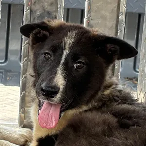 Pogo