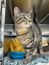 Kira