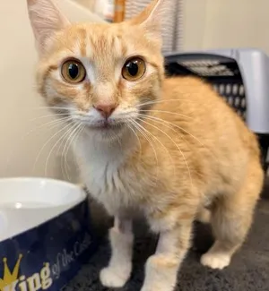 Purra -$25 Tripod INDOOR ONLY, Fostered