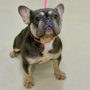 Babs- 52661