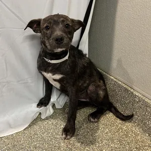 IVHS-Stray-140469