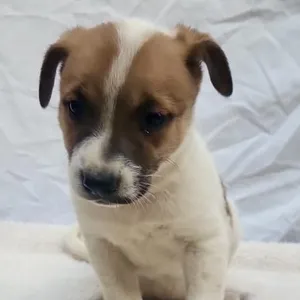 Bo Peep (Chantelle Pup 2)