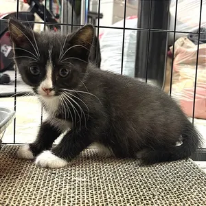 Ralphie
