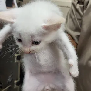 Creamsicle