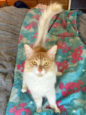 Butters