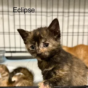 Eclipse
