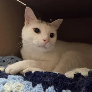 Marshmellow