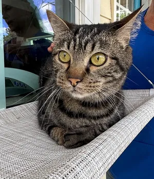 Habibi