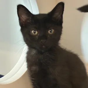 Licorice