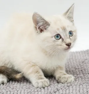 Paws is Siamese preciousness and SUPER SWEET