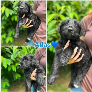 Atlas