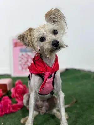 Danny-One of our Amazing Rescue Dogs