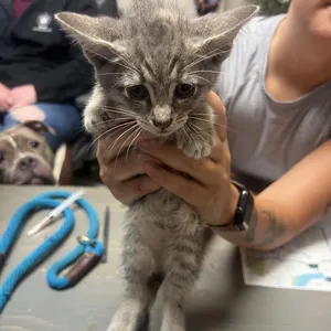 Mrs. Puddles