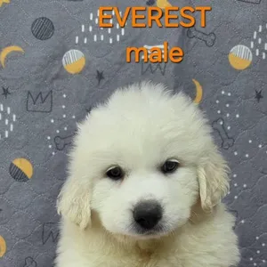The White Litter
