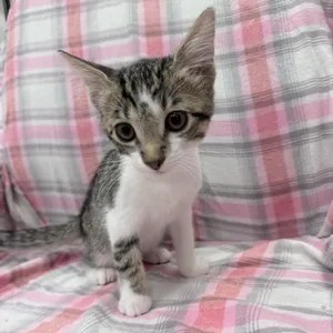 Kat
