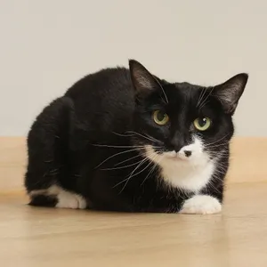 Dottie C69717