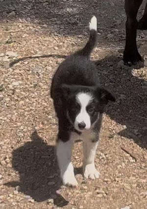Cora