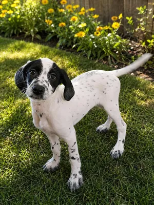 Freckles McDoodle