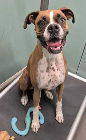 Jax
