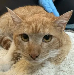Stormie