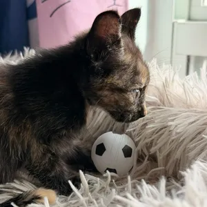 Fifa