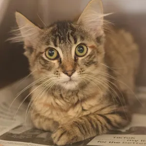 Frankie