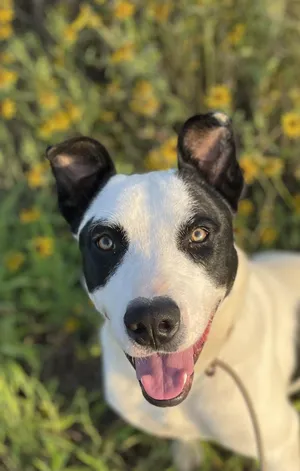 Patches