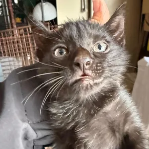 Wes