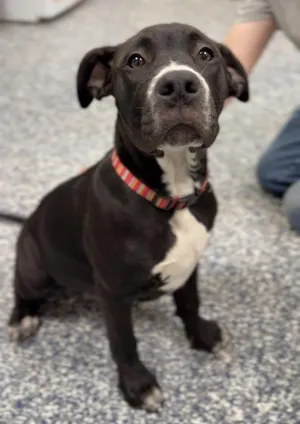 Bella