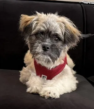 Fozzie Bear