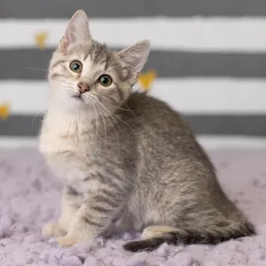 Kalei