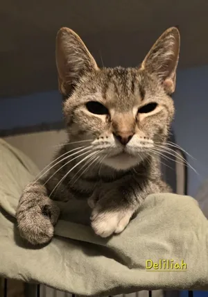 Delilah