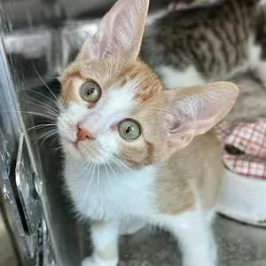 Melman