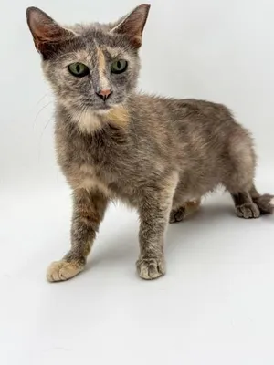 Calico