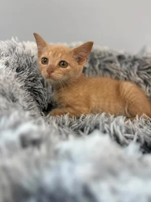 Nala