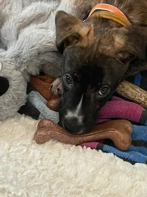 Tiki