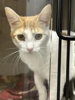 Marmalade