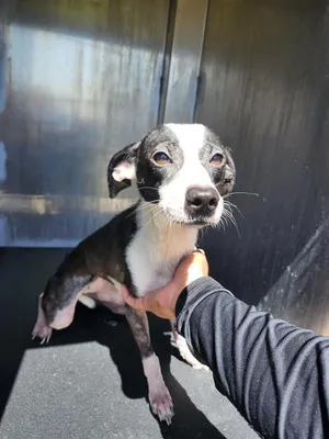 OREO
